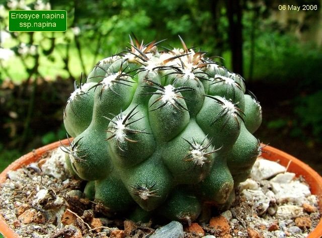 Eriosyce _napina _ssp.napina _01